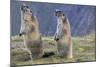 Alpine Marmot Pair on Hind Legs-null-Mounted Photographic Print