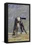 Alpine Marmot Standing Up at Camera on Tripod-null-Framed Stretched Canvas