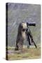 Alpine Marmot Standing Up at Camera on Tripod-null-Stretched Canvas