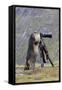 Alpine Marmot Standing Up at Camera on Tripod-null-Framed Stretched Canvas