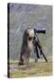 Alpine Marmot Standing Up at Camera on Tripod-null-Stretched Canvas