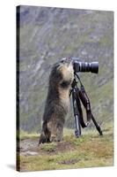 Alpine Marmot Standing Up at Camera on Tripod-null-Stretched Canvas
