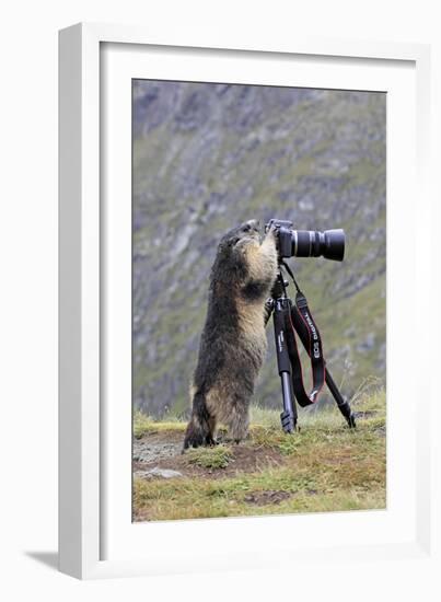 Alpine Marmot Standing Up at Camera on Tripod-null-Framed Photographic Print