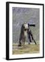 Alpine Marmot Standing Up at Camera on Tripod-null-Framed Photographic Print
