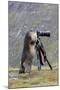 Alpine Marmot Standing Up at Camera on Tripod-null-Mounted Photographic Print