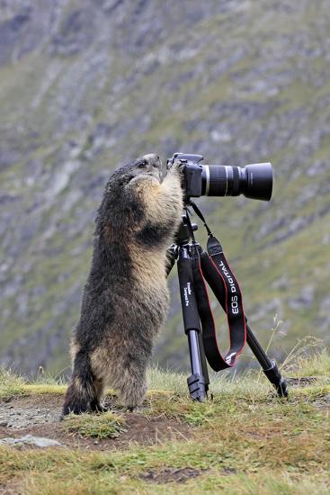 Premium Photographic Print, , large