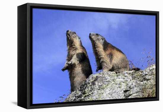 Alpine Marmot Two Together-null-Framed Stretched Canvas