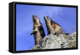 Alpine Marmot Two Together-null-Framed Stretched Canvas