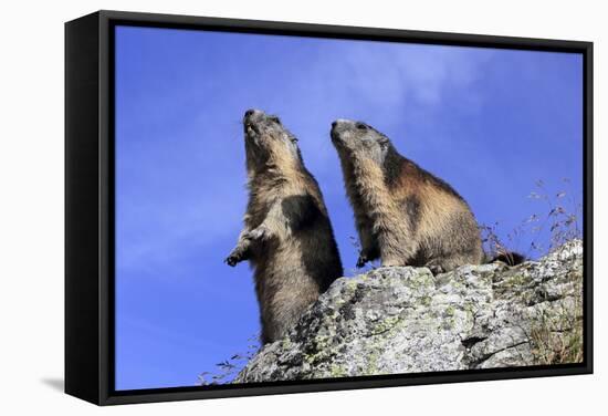 Alpine Marmot Two Together-null-Framed Stretched Canvas