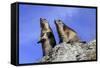 Alpine Marmot Two Together-null-Framed Stretched Canvas