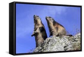 Alpine Marmot Two Together-null-Framed Stretched Canvas