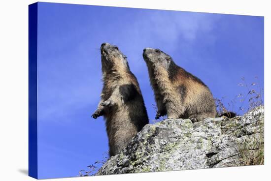 Alpine Marmot Two Together-null-Stretched Canvas