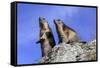 Alpine Marmot Two Together-null-Framed Stretched Canvas