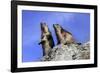 Alpine Marmot Two Together-null-Framed Photographic Print