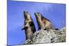 Alpine Marmot Two Together-null-Mounted Photographic Print