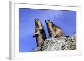 Alpine Marmot Two Together-null-Framed Photographic Print