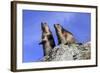 Alpine Marmot Two Together-null-Framed Photographic Print