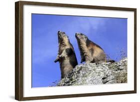 Alpine Marmot Two Together-null-Framed Photographic Print