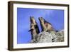 Alpine Marmot Two Together-null-Framed Photographic Print