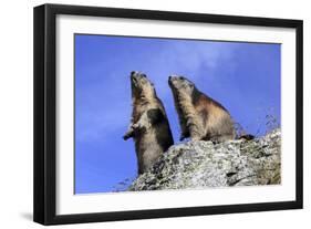 Alpine Marmot Two Together-null-Framed Photographic Print