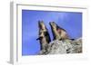 Alpine Marmot Two Together-null-Framed Photographic Print