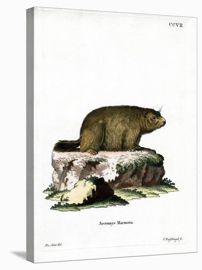 Alpine Marmot-null-Stretched Canvas