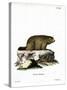 Alpine Marmot-null-Stretched Canvas