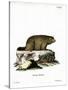 Alpine Marmot-null-Stretched Canvas