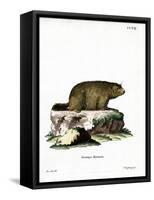 Alpine Marmot-null-Framed Stretched Canvas