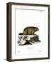 Alpine Marmot-null-Framed Giclee Print