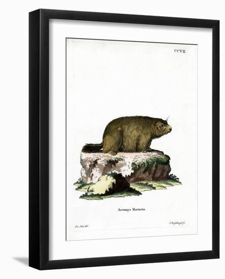 Alpine Marmot-null-Framed Giclee Print