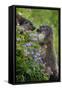 Alpine Marmots (Marmota Marmota) Feeding on Flowers, Hohe Tauern National Park, Austria, July 2008-Lesniewski-Framed Stretched Canvas