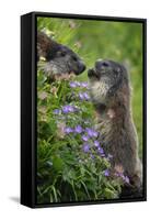 Alpine Marmots (Marmota Marmota) Feeding on Flowers, Hohe Tauern National Park, Austria, July 2008-Lesniewski-Framed Stretched Canvas