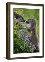 Alpine Marmots (Marmota Marmota) Feeding on Flowers, Hohe Tauern National Park, Austria, July 2008-Lesniewski-Framed Photographic Print