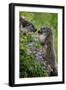 Alpine Marmots (Marmota Marmota) Feeding on Flowers, Hohe Tauern National Park, Austria, July 2008-Lesniewski-Framed Photographic Print