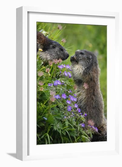 Alpine Marmots (Marmota Marmota) Feeding on Flowers, Hohe Tauern National Park, Austria, July 2008-Lesniewski-Framed Photographic Print