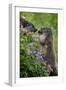 Alpine Marmots (Marmota Marmota) Feeding on Flowers, Hohe Tauern National Park, Austria, July 2008-Lesniewski-Framed Photographic Print