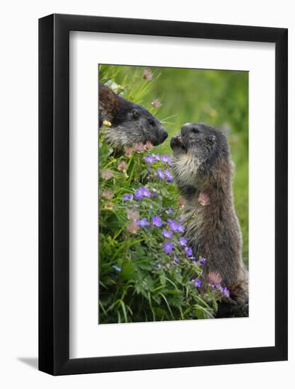 Alpine Marmots (Marmota Marmota) Feeding on Flowers, Hohe Tauern National Park, Austria, July 2008-Lesniewski-Framed Photographic Print