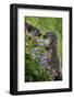 Alpine Marmots (Marmota Marmota) Feeding on Flowers, Hohe Tauern National Park, Austria, July 2008-Lesniewski-Framed Photographic Print