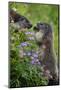 Alpine Marmots (Marmota Marmota) Feeding on Flowers, Hohe Tauern National Park, Austria, July 2008-Lesniewski-Mounted Photographic Print