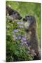 Alpine Marmots (Marmota Marmota) Feeding on Flowers, Hohe Tauern National Park, Austria, July 2008-Lesniewski-Mounted Photographic Print