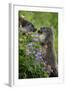 Alpine Marmots (Marmota Marmota) Feeding on Flowers, Hohe Tauern National Park, Austria, July 2008-Lesniewski-Framed Photographic Print