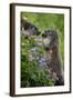 Alpine Marmots (Marmota Marmota) Feeding on Flowers, Hohe Tauern National Park, Austria, July 2008-Lesniewski-Framed Photographic Print