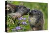 Alpine Marmots (Marmota Marmota) Feeding on Flowers, Hohe Tauern National Park, Austria-Lesniewski-Stretched Canvas