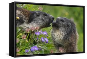 Alpine Marmots (Marmota Marmota) Feeding on Flowers, Hohe Tauern National Park, Austria-Lesniewski-Framed Stretched Canvas