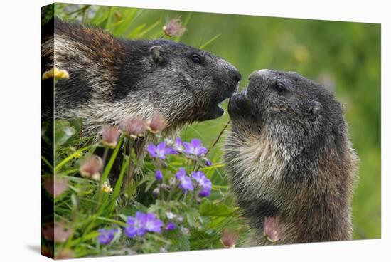 Alpine Marmots (Marmota Marmota) Feeding on Flowers, Hohe Tauern National Park, Austria-Lesniewski-Stretched Canvas