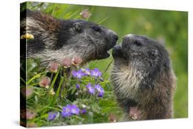 Alpine Marmots (Marmota Marmota) Feeding on Flowers, Hohe Tauern National Park, Austria-Lesniewski-Stretched Canvas