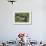 Alpine Marmots (Marmota Marmota) Feeding on Flowers, Hohe Tauern National Park, Austria-Lesniewski-Framed Photographic Print displayed on a wall