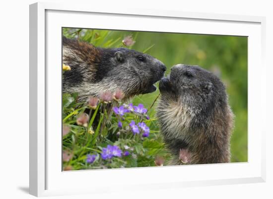 Alpine Marmots (Marmota Marmota) Feeding on Flowers, Hohe Tauern National Park, Austria-Lesniewski-Framed Photographic Print