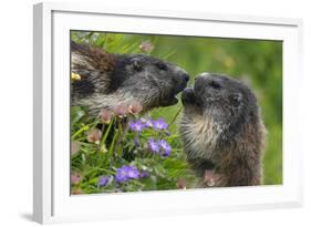 Alpine Marmots (Marmota Marmota) Feeding on Flowers, Hohe Tauern National Park, Austria-Lesniewski-Framed Photographic Print